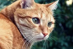 Курганец выбросил из окна кота и снял это на видео