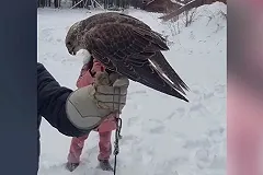 В питомнике под Екатеринбургом хищника накормили цыплёнком на глазах десятков детей