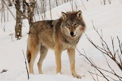 Волки терроризируют поселок под Нижним Тагилом. Хищники загрызли уже восемь сторожевых собак