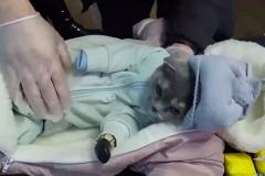 Свердловская закладчица одела кота в младенца, чтобы распространять в нём наркотики