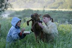 В Новоуральске жители спасли лосенка-сироту