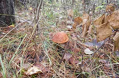 Пенсионерка-грибница из Каменска-Уральского найдена мертвой