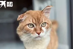 Полиция продолжает проверку по делу кота Сени из Режа