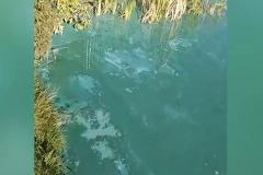 Свердловчан напугала внезапно позеленевшая вода в пруду