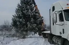 Чиновники Миньяра высадят на месте срубленной ели, у которой нашлись хозяева, новое дерево