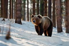 Объявлено предупреждение. На Урале лесорубы случайно разбудили медведя