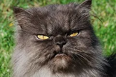 В Воронеже при попытке убить кошку киллер застрелил заказчика