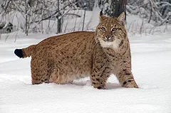 Жители Свердловской области спасли рысь, попавшую под машину