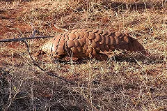 Представитель ООН: коронавирус появился из-за бедности и панголинов