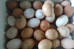 Всё дело в яйцах: сотни екатеринбуржцев выстроились в гигантскую очередь