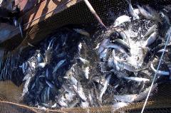 Золотая рыба. Почему при росте улова потребление рыбы в стране падает