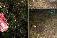 В Екатеринбурге на детской площадке нашли голову коровы