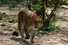 54-летняя женщина победила в схватке с леопардом