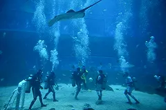 Скат убил дайвера-ветерана в закрытом сингапурском океанариуме