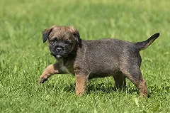 Полиция Сысерти не нашла состава преступления в убийстве детьми щенков