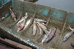 Эксперт: Лосось стал в России продуктом премиум-класса