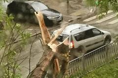 В Свердловской области огромное дерево свалилось на женщину