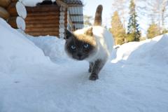 До -44: стало известно, когда наступит пик аномальных морозов в Свердловской области