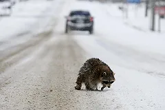 Живодер подвесил собаку и енота на парковке в Краснодаре