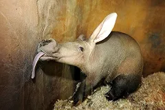 Трубкозуб Баранка отправилась из Екатеринбурга в Удмуртию