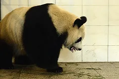 В Великобритании разработали правила скрещивания человека и животных