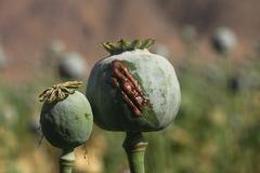В Афганистане вырастили рекордный урожай опийного мака