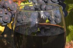 Французские виноделы хотят заниматься производством вина в Крыму