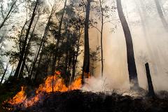 Прибайкалье в огне: пожар уничтожает редких животных и вековые деревья
