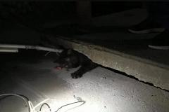 В Берёзовском под плиту дома провалился кот