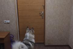 «Мрази, имейте совесть!». Лай собак у соседей довел жительницу Екатеринбурга до нервного срыва