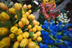 Россельхознадзор задумался о запрете поставки цветов из Нидерландов
