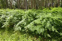 Япония задумалась о закупке папоротника орляка на Алтае