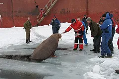 7 учёных из Екатеринбурга уехали в Арктику изучать парниковый эффект