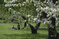 Блогер Варламов раскритиковал восстановление «образцового газона»