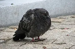 Южноуральцев попросили не спасать больных голубей