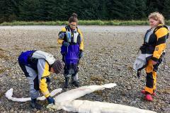 На Аляске было обнаружено неизвестное морское существо