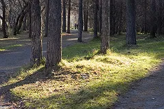 «Зеленой Роще грозит беда!»: Владимир Злоказов обеспокоен судьбой парка