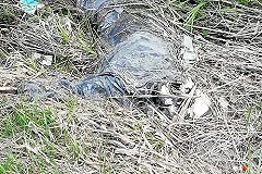 Участники «Майской велопрогулки» нашли скелет человека. Начато расследование