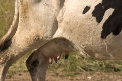 В России на четверть подорожало молоко