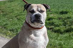 Хозяйка «питбуля» обвинила в нападении собаки саму искусанную женщину