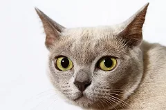 Названа самая дорогая порода кошек в Екатеринбурге