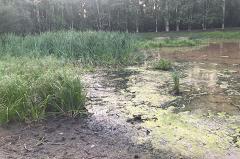 Мэрия не будет чистить болото в парке 50-летия ВЛКСМ: оно — часть экосистемы