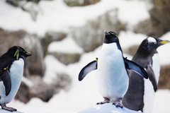 Леонардо Ди Каприо пожертвовал $3 млн на защиту океанов