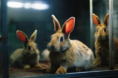 Реабилитационный центр на Урале примет подопытных кроликов