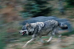 Шесть сбежавших из зоопарка в Тбилиси волков и два льва убиты спецназом