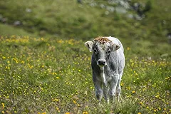 Прокурор извинился перед курганским фермером за дело о «теленке с GPS»