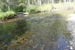 Росрыболовство назвало виновника загрязнения северных рек Среднего Урала