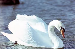 В Нижнем Новгороде лебедь погиб от депрессии после смерти подруги