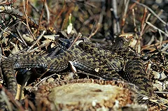 В петербургском ресторане официанты спасли беременную гадюку