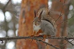 Синоптик: На Урале установилась температура ниже климатической нормы